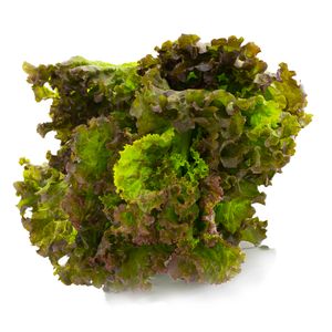 Alface Crespa Roxa 01 unidade Benassi