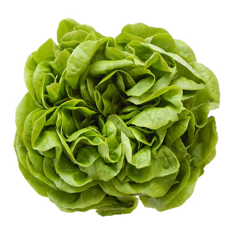 alface-lisa-01-unidade-mil-green-150g-s