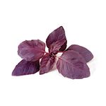 manjericao-roxo-horta-em-casa-s