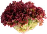 Alface-Crespa-Roxa-Nutriens-Organico
