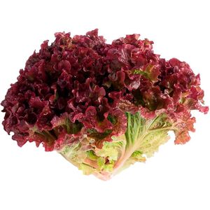 Alface Crespa Roxa Nutriens Orgânico