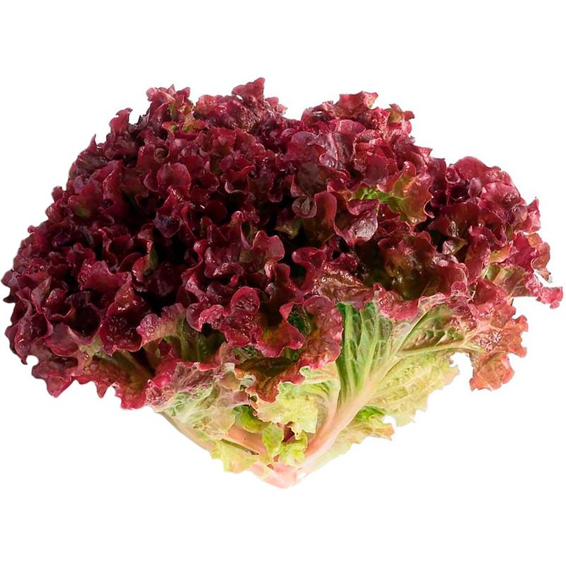 Alface-Crespa-Roxa-Nutriens-Organico