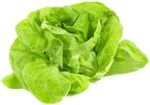 Alface-Lisa-Vida-Natural-Organico