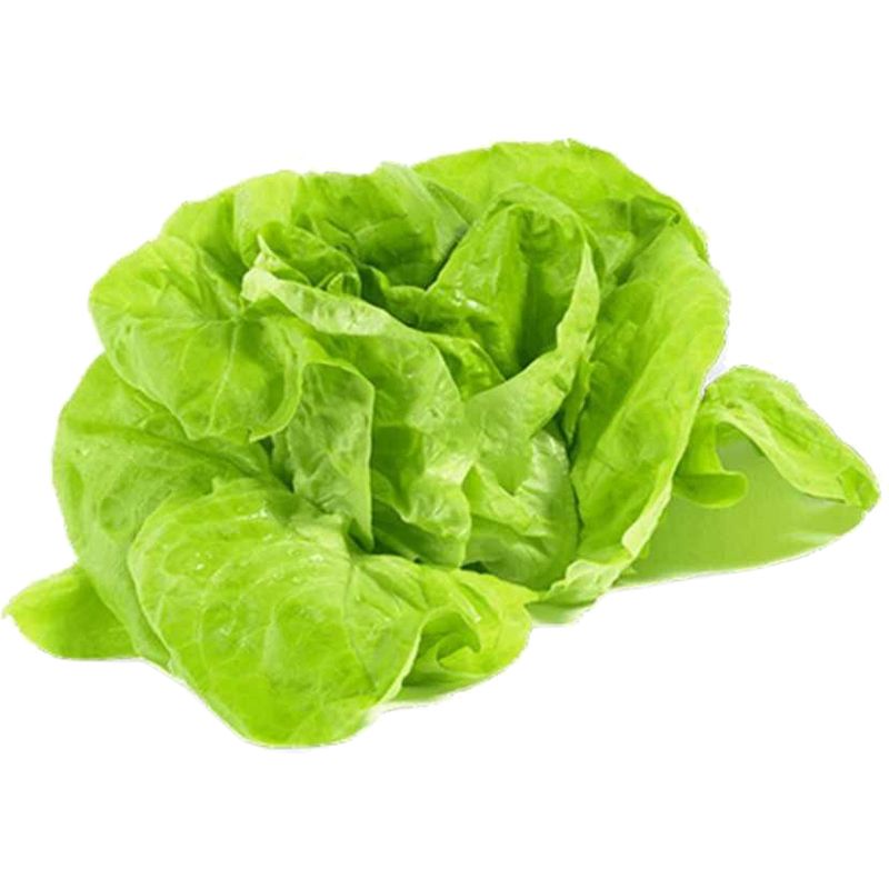 Alface-Lisa-Vida-Natural-Organico