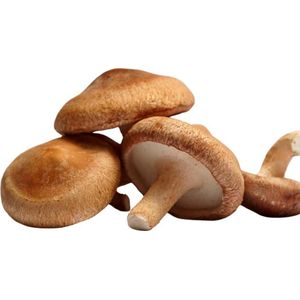 Cogumelo Shitake Urakami 200g