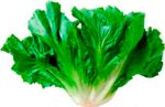 Escarola-Nutriens-Organico-Maco-200g