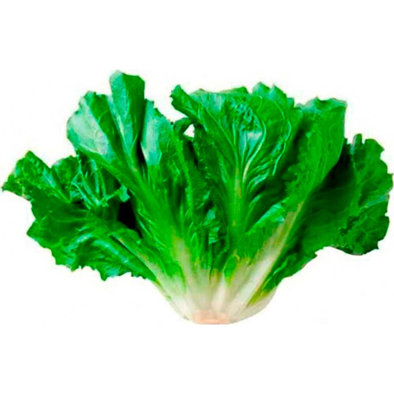 Escarola-Nutriens-Organico-Maco-200g