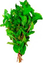 Hortela-Vida-Natural-Organico