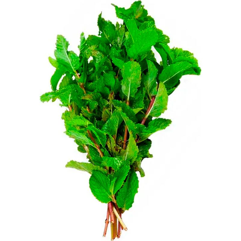 Hortela-Vida-Natural-Organico