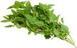 Manjericao-Vida-Natural-Organico
