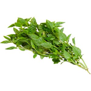 Manjericão Vida Natural Orgânico