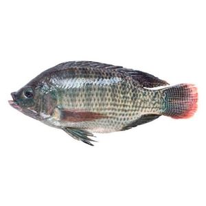 Tilápia Copacol Inteira Eviscerada