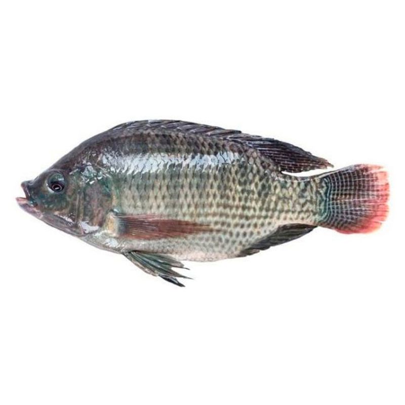 Tilapia-Copacol-Inteira-Eviscerada