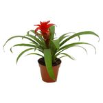 Flor-para-Decoracao-Benassi-Bromelia-Holambra