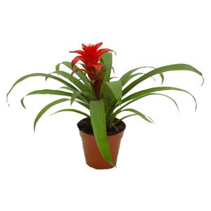Flor para Decoração Benassi Bromélia Holambra