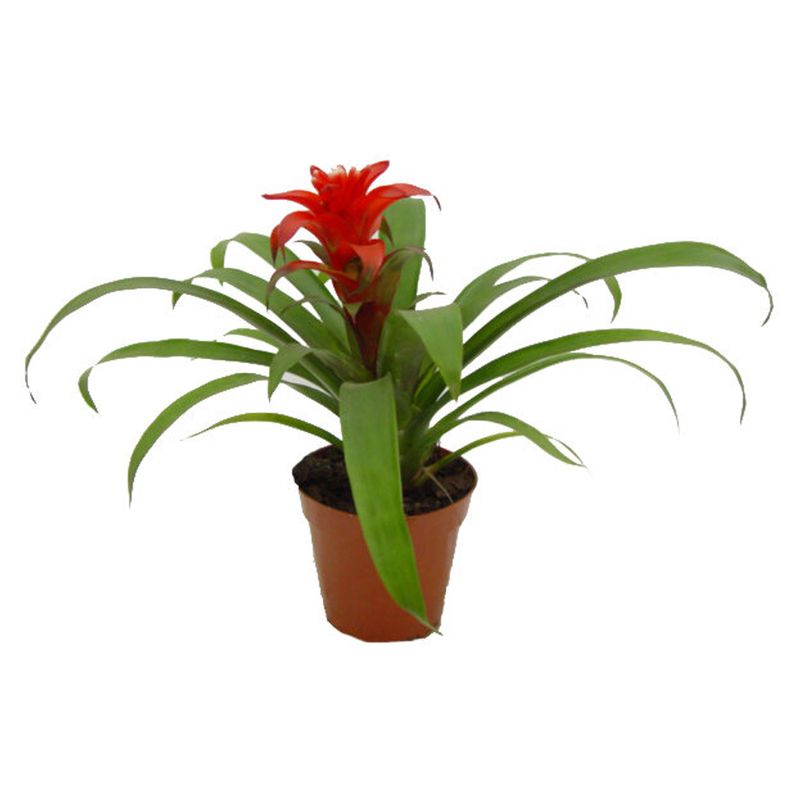 Flor-para-Decoracao-Benassi-Bromelia-Holambra