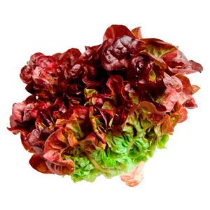 Alface Roxa Benassi Orgânico 120g
