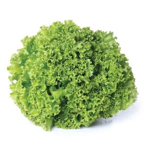 Alface Crespa Hidropônica Seiva